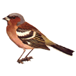 chaffinch.png