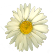 daisy.png