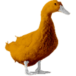 orange_duck.png