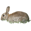 rabbit.png